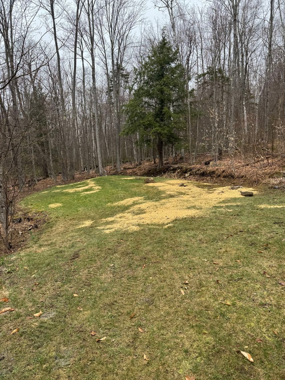 Efficient Stump Removal in Weston VT image