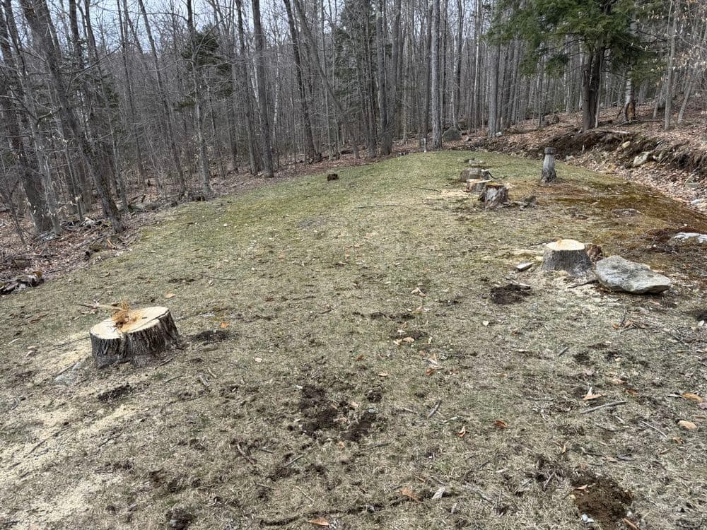 Gallery photos for Efficient Stump Removal in Weston VT: Image #1